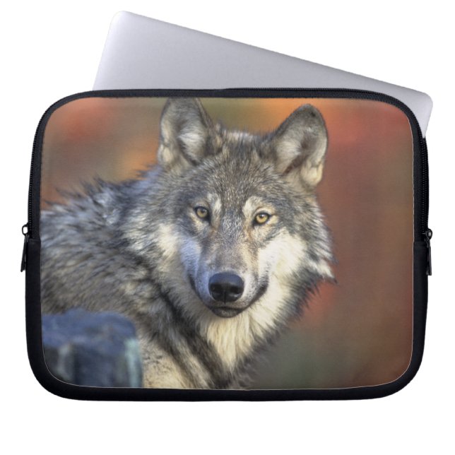 Grey Wolf Wildlife Lovers Laptop Sleeve (Front)
