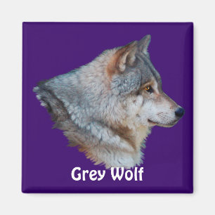 GREY WOLF Wildlife Magnet Collection
