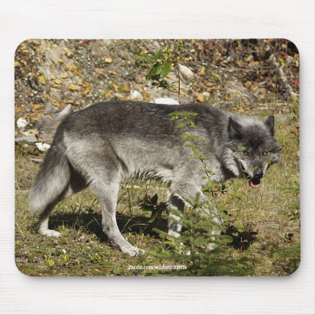 Grey Wolf Wildlife Mouse Pad (Front)
