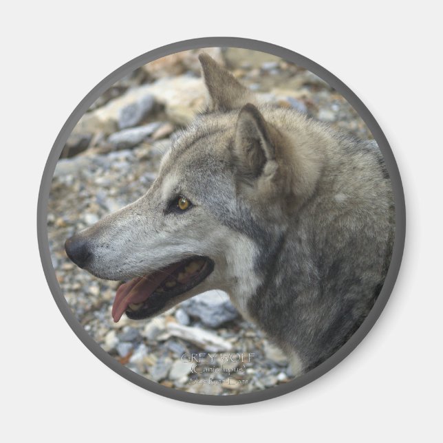 GREY WOLF Wildlife Photo Magnet (Front)