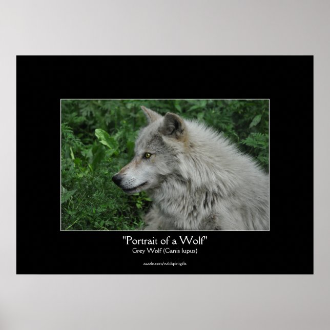Grey Wolf Wildlife Photo Portrait Poster (Front)