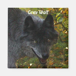 GREY WOLF Wildlife Supporter Art Magnet