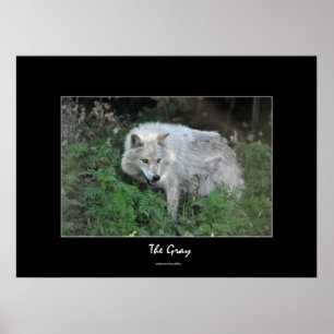 Grey Wolf Wildlife-supporter Photo Portrait Poster