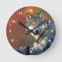 Grey Wolf With Fall Colours