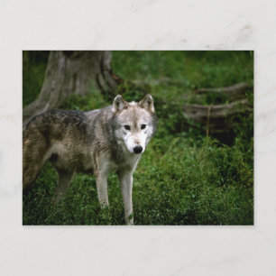 Grey wolf, wolf postcard