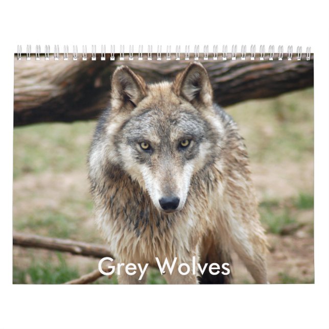 Grey Wolves Calendar, Grey Wolves Calendar (Cover)