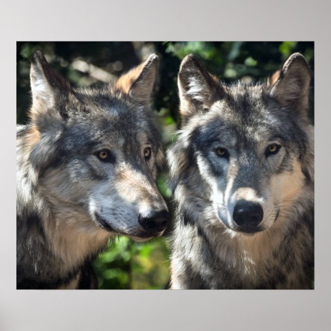 Grey Wolves in the Wild Poster (Front)