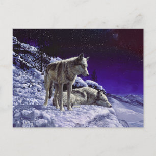 Grey Wolves in Winter Snow at Night Postcard