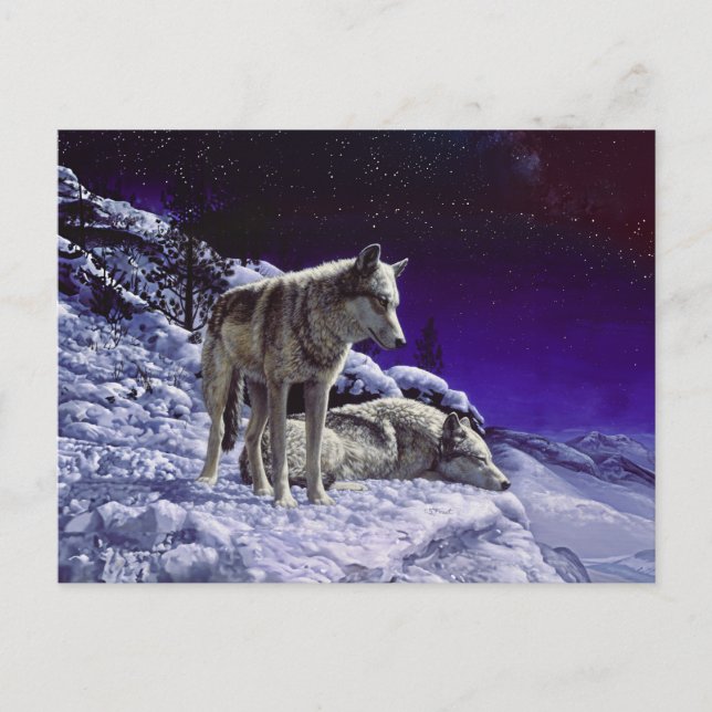 Grey Wolves in Winter Snow at Night Postcard (Front)