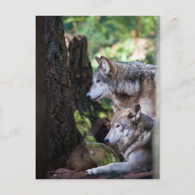 Grey Wolves Postcard (Front)
