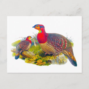 Greyed-bellied Tragopan Postcard