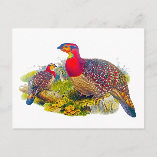 Greyed-bellied Tragopan Postcard (Front)