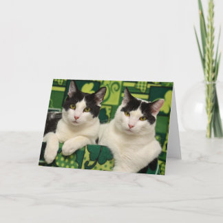 Greyfoot Cat Rescue Black & White Brothers Card
