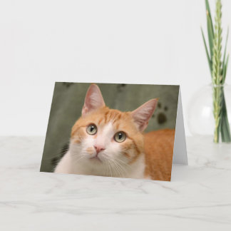 Greyfoot Cat Rescue Orange & White Kitty Card