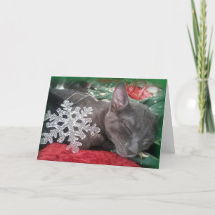 Greyfoot Cat Rescue Russian Blue Holiday Card