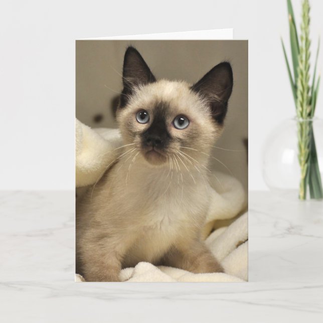 Greyfoot Cat Rescue Siamese Kitten Card (Front)