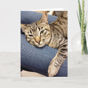 Greyfoot Cat Rescue Silver Gray Tabby Card