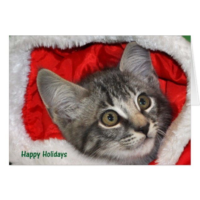 Greyfoot Cat Rescue Silver Grey Tabby Card (Front Horizontal)