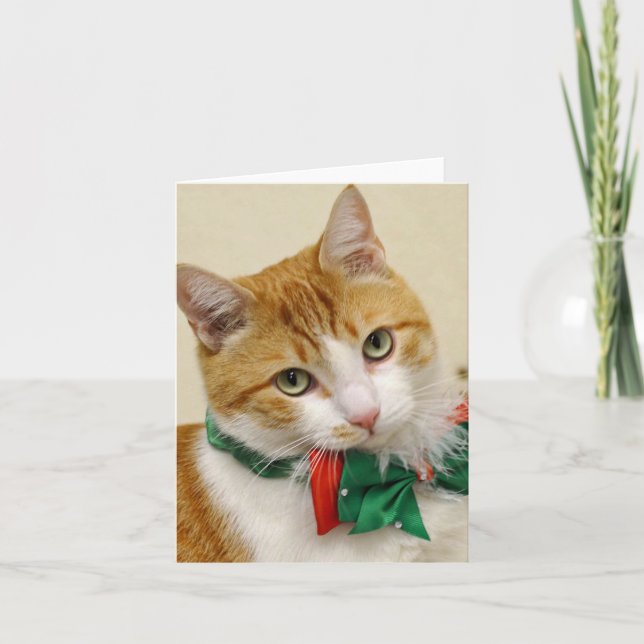 Greyfoot Cat Rescue Tabby Christmas Greeting Card (Front)