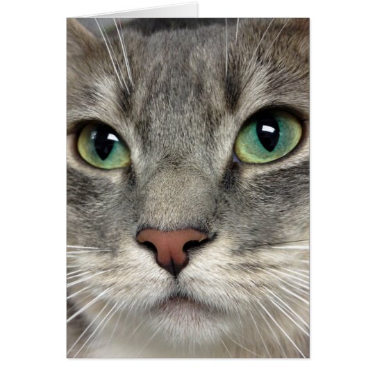 Greyfoot Cat Rescue - Those Eyes - Greeting Card