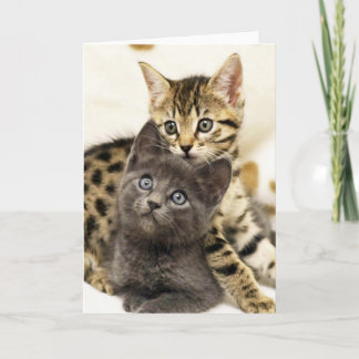 Greyfoot Cat Two Cute Kittens Greeting Card