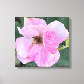 greyforaday Pink Floral Print