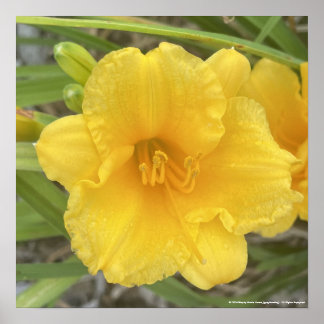 greyforaday Yellow Floral Print