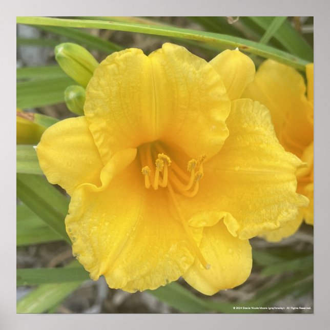 greyforaday Yellow Floral Print (Front)