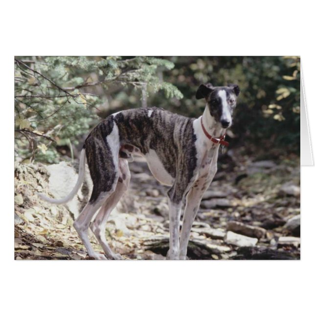 Greyhound (Front Horizontal)