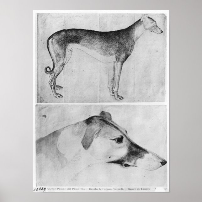 Greyhound and head of a greyhound poster (Front)