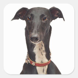 Greyhound Black And White  Puppy Dog Square Sticker