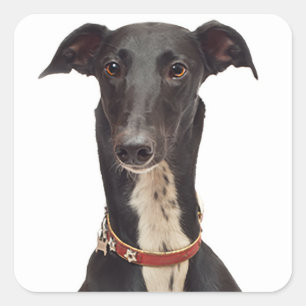 Greyhound Black And White  Puppy Dog Square Sticker