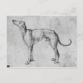 Greyhound by Albrecht Durer Postcard