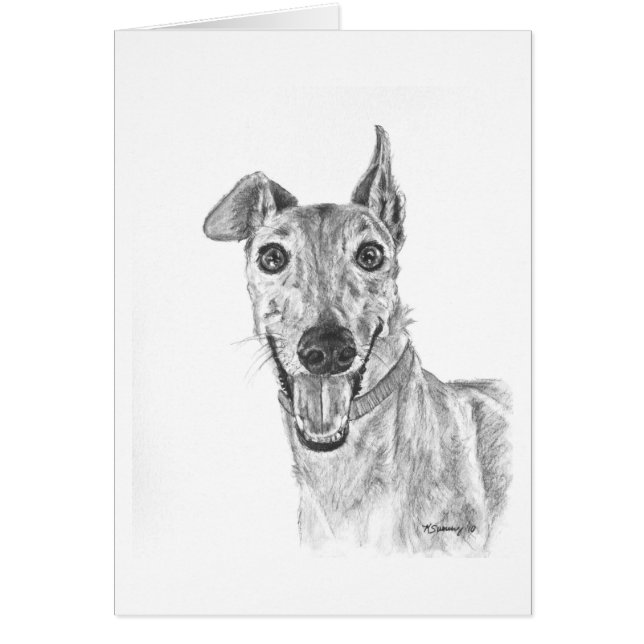 Greyhound Closeup Drawing (Front)