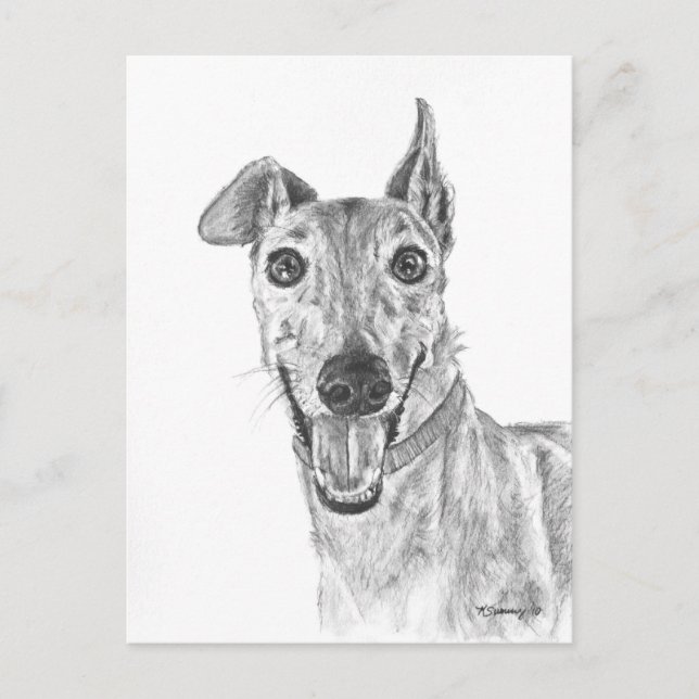 Greyhound Closeup Drawing Postcard (Front)