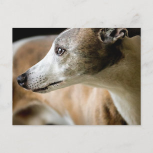 Greyhound Dog  Postcard