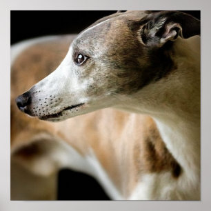 Greyhound Dog Poster