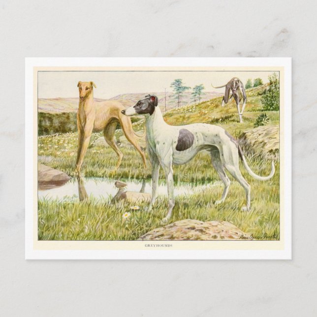 Greyhound Dogs Postcard (Front)