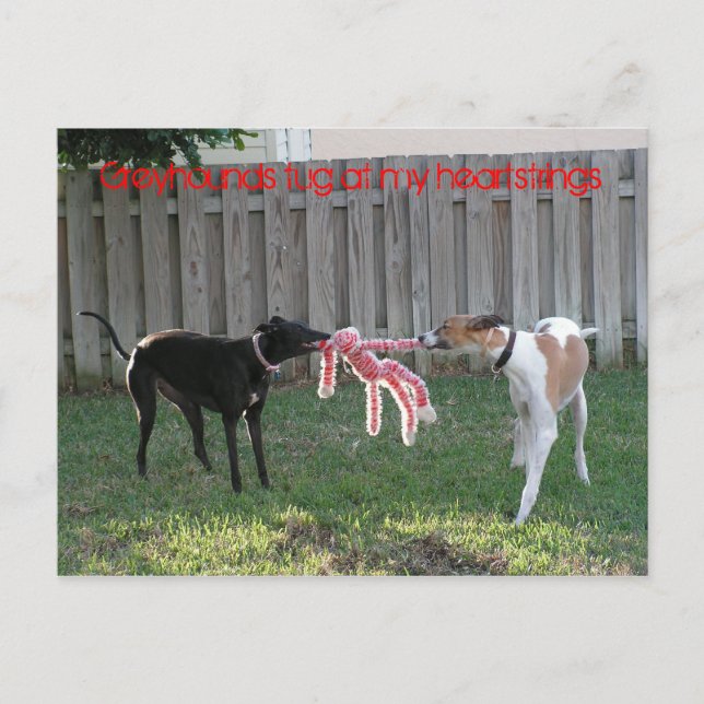 Greyhound heartstrings postcard (Front)