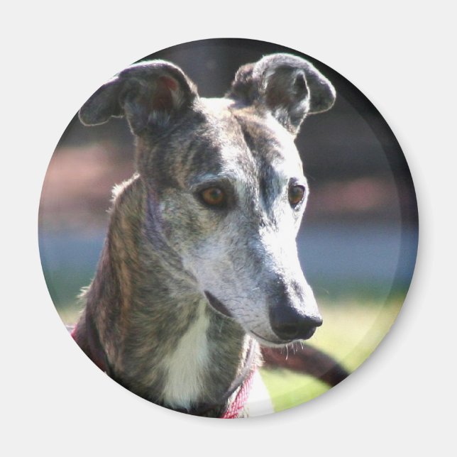 Greyhound magnet (Front)