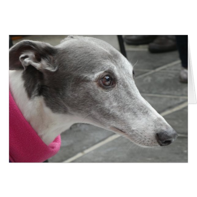 Greyhound photocard (Front Horizontal)