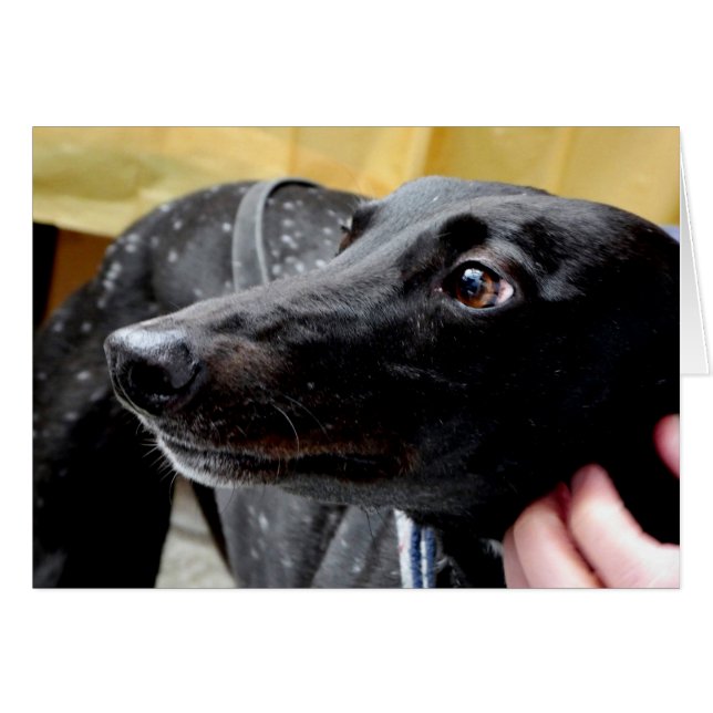 Greyhound photocard (Front Horizontal)