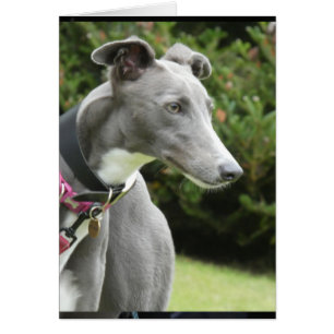 Greyhound photocard
