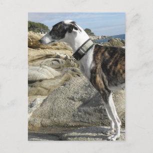 Greyhound Photographs Postcard