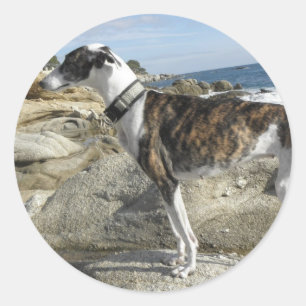 Greyhound Photographs Stickers