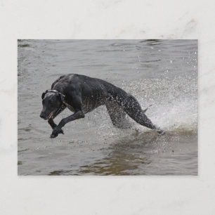 greyhound postcard