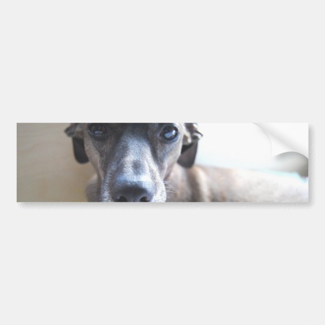 Greyhound Puppy Bumper Stickers (Front)