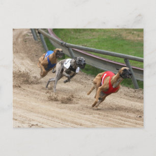 greyhound race postcard