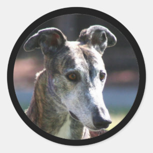 Greyhound stickers