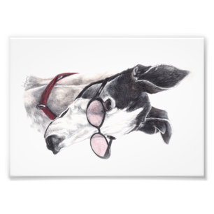 Greyhound with Glasses Photo Art Print